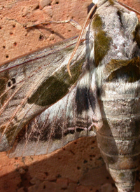 Pandorus Sphinx